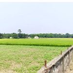 মসলা গবেষণা কেন্দ্র : নোটিশেই পার ১১ বছর অধিগ্রহণের জালে আটকা ৩৬ ভূমি মালিক