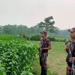 মেহেরপুর সীমান্তে পুশ ইন ব্যর্থ শূন্যরেখা থেকে ৬ জন উধাও—-প্রতিদিনের কথা